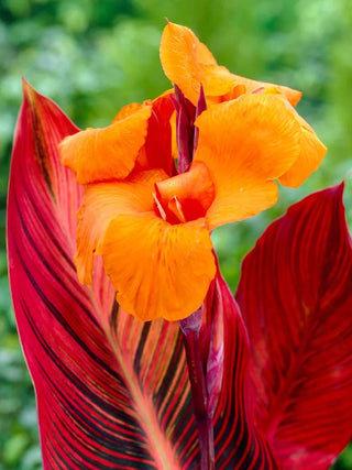  || https://assets.gardeners.com/transform/bba983f6-2d10-499f-b034-28c974b6eb35/8613835_01V_3-4_van-zyverden-cannas-phaison