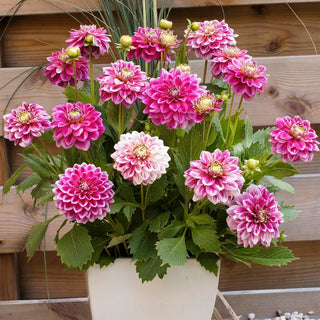  || https://assets.gardeners.com/transform/10ab1e31-ff88-467a-b90b-0e22bf7a1021/8613838_01V_van-zyverden-dahlias-go-go-twotone