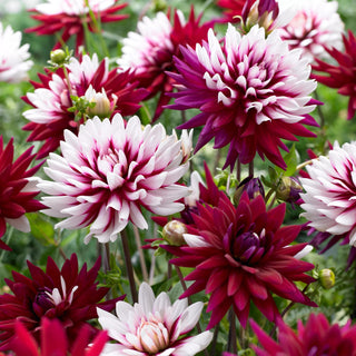  || https://assets.gardeners.com/transform/0fcc2fd3-f75f-481b-ba01-1b1fbe345fad/8613839_01V_van-zyverden-dahlias-rebeccas-world