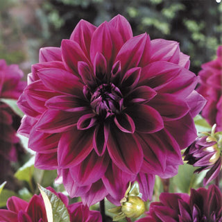  || https://assets.gardeners.com/transform/454bdbbf-2d4b-4cf1-aa6e-95f83339cea8/8613840_01V_van-zyverden-dahlias-thomas-edison