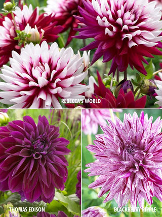  || https://assets.gardeners.com/transform/c590c520-ba13-441e-9175-fba0e73614c6/8613841_01V_3-4_van-zyverden-dahlias-collection-3-varieties