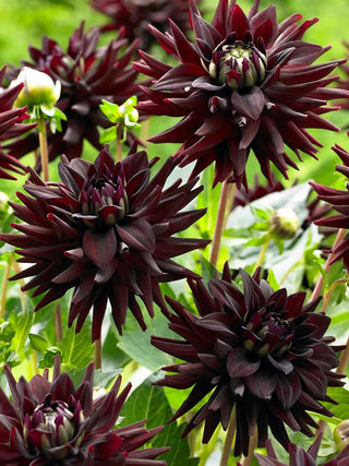  || https://assets.gardeners.com/transform/5a33e1e6-108d-4c00-b7fc-53f88774a967/8613842_01V_3-4_van-zyverden-dahlias-tamburo
