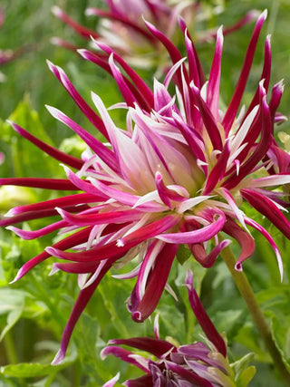  || https://assets.gardeners.com/transform/444373a8-f50c-414b-ab70-80cafaa92e76/8613843_01V_3-4_van-zyverden-dahlias-spider-woman