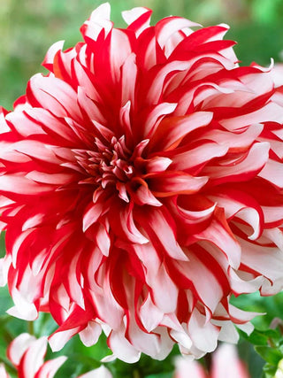  || https://assets.gardeners.com/transform/a59f3aa9-438d-4400-a75c-9a8ee392c9f3/8613844_01V_3-4_van-zyverden-dahlias-santa-claus