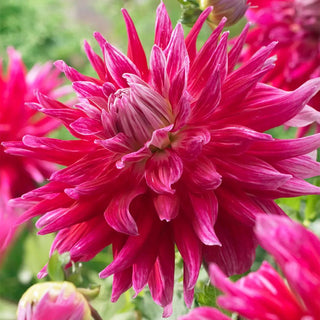  || https://assets.gardeners.com/transform/95ea014e-9c30-4570-af86-63bd2e7b0112/8613846_01V_van-zyverden-dahlias-grande-finale
