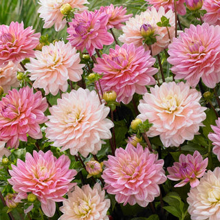  || https://assets.gardeners.com/transform/5795a46d-612a-418e-a9e8-0b61db135016/8613847_01V_van-zyverden-dahlias-pretty-in-pink-blend