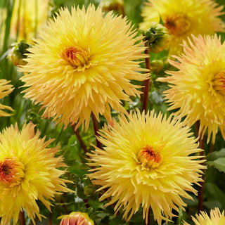  || https://assets.gardeners.com/transform/c9952109-b304-42ac-a897-35f454fc95cb/8613848_01V_van-zyverden-dahlias-sassafras