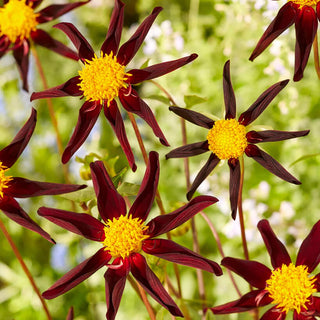  || https://assets.gardeners.com/transform/2ce5ba54-a372-431a-a44c-b124bb9b97e3/8613849_01V_van-zyverden-dahlias-verrones-obsidian