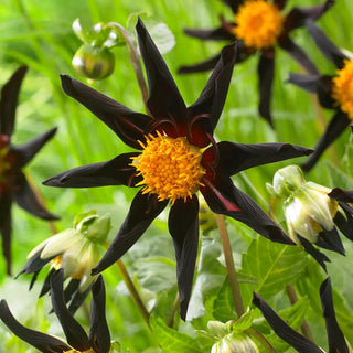  || https://assets.gardeners.com/transform/96f39980-7be9-404c-91df-5a2cc129c046/8613849_02V