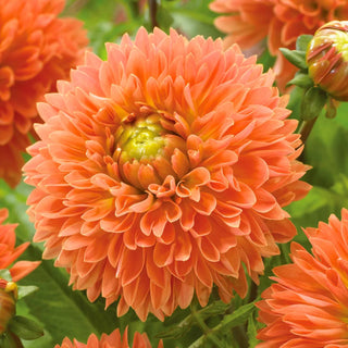  || https://assets.gardeners.com/transform/1d5fcd8c-6b72-421f-b065-2e693977fba6/8613850_01V_van-zyverden-dahlias-orange-impact