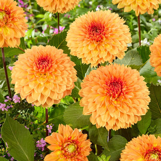  || https://assets.gardeners.com/transform/7f0ed22d-7604-4cda-bfd4-e9ffe11976fa/8613850_02V