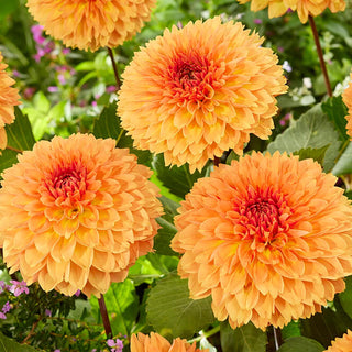  || https://assets.gardeners.com/transform/9a894b5b-dbb7-44ae-8f4a-7d2977e963fa/8613850_03V