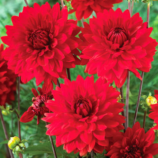  || https://assets.gardeners.com/transform/d5fad286-47b5-43a2-a64c-53784fd288ac/8613851_01V_van-zyverden-dahlias-garden-wonder