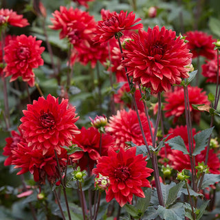  || https://assets.gardeners.com/transform/88408015-ccb4-4cdb-9867-6846880fbb93/8613851_03V