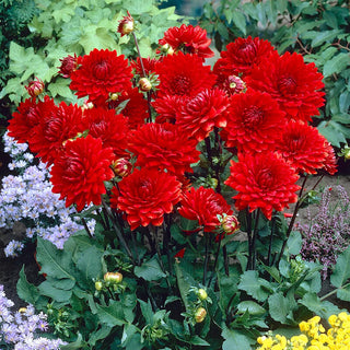  || https://assets.gardeners.com/transform/88a9bdd0-be77-490b-bc12-6a38e1015b4c/8613851_04V