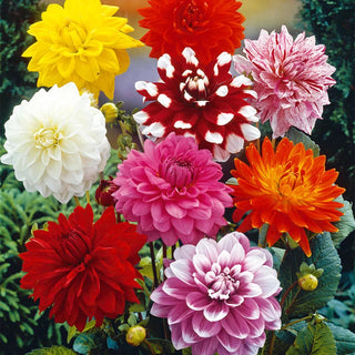  || https://assets.gardeners.com/transform/4e0ebdbc-6dea-41d8-a361-ac8fafef52a8/8613852_01V_van-zyverden-dahlias-decorative-mixed