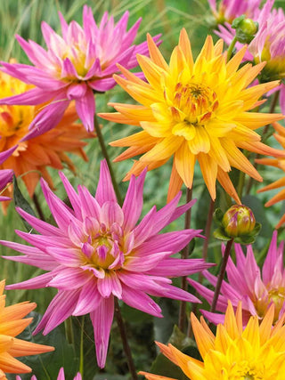  || https://assets.gardeners.com/transform/c12e58d1-488b-47eb-9b5c-5b29345c3c40/8613855_01V_3-4_van-zyverden-dahlias-pink-lemonade-blend