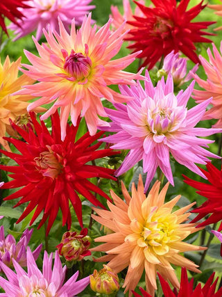  || https://assets.gardeners.com/transform/94f1702b-b7fa-46f7-8645-86fd81f90cd2/8613856_01V_3-4_van-zyverden-dahlias-karma-corona-mixture