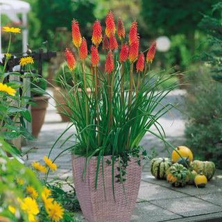  || https://assets.gardeners.com/transform/13b415ff-f0a4-4803-ab5c-30b38c6bf91f/8613859_01V_van-zyverden-red-hot-poker-patio-kit-with-decorative-rattan-planter-planting-medium