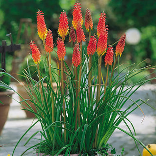  || https://assets.gardeners.com/transform/73abe684-1a83-4b11-b5e2-441e66b6dc73/8613859_02V