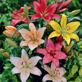  || https://assets.gardeners.com/transform/1d8a119b-4d16-4ae1-b5d6-1a697158db60/8613860_01V_van-zyverden-lilies-dutch-asiatic-mixture