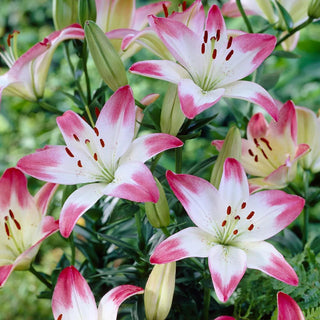  || https://assets.gardeners.com/transform/ec5d7072-8388-401b-8923-ec01b9adbeaa/8613862_01V_van-zyverden-lilies-asiatic-lollypop