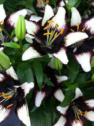  || https://assets.gardeners.com/transform/eb7e5d85-54b4-485d-b6c7-794ef8a4c878/8613863_01V_3-4_van-zyverden-lilies-asiatic-black-eye