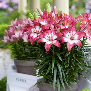  || https://assets.gardeners.com/transform/3e91a23d-a7b2-4ae0-891f-a672c0b267ee/8613865_01V_van-zyverden-lilies-perfect-joy-for-patio-and-containers