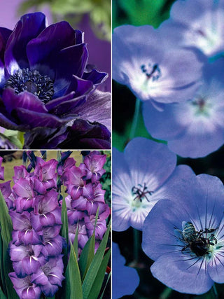  || https://assets.gardeners.com/transform/c099f2ac-f091-4a9b-b5d8-ff92af3fcc0c/8613894_01V_3-4_van-zyverden-color-your-garden-blue-collection