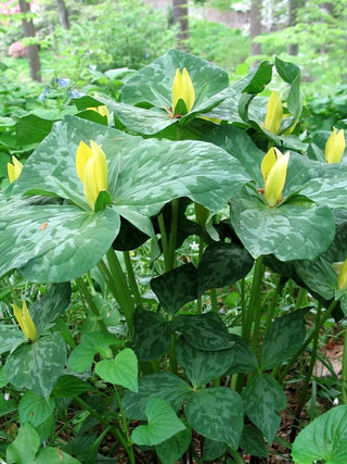  || https://assets.gardeners.com/transform/e0da6029-88a8-4025-85ab-d91814382e83/8613898_01V_3-4_van-zyverden-woodland-plant-trillium-yellow