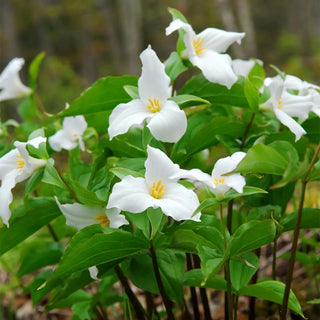  || https://assets.gardeners.com/transform/dd64cea6-8299-4442-b94e-9940a497bf36/8613899_01V_van-zyverden-woodland-plant-trillium-grandiflorum