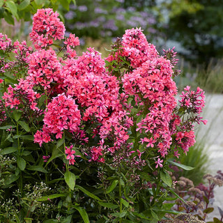  || https://assets.gardeners.com/transform/903a68b8-7be8-4c91-8f59-7259e3eac816/8613901_01V