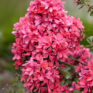 || https://assets.gardeners.com/transform/4d9a0f78-03f8-4652-9276-860278e6dab3/8613901_02V