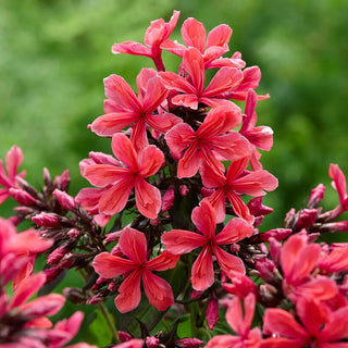  || https://assets.gardeners.com/transform/04198f3c-ce18-4173-89d7-cc10c76243de/8613901_03V_van-zyverden-tall-phlox-paniculata-cleopatra