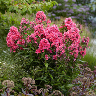  || https://assets.gardeners.com/transform/01498c29-a9c1-4be8-acdb-0c18c1cead24/8613901_05V
