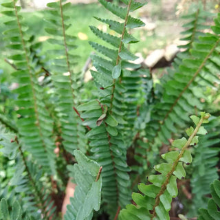  || https://assets.gardeners.com/transform/16abf354-57c3-4423-a15d-6306fc986c65/8613902_01V_van-zyverden-woodland-plant-christmas-fern