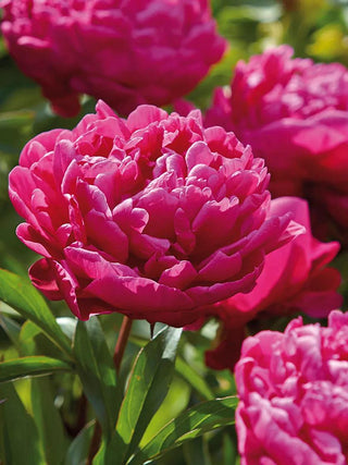 || https://assets.gardeners.com/transform/ce152efd-747f-4751-ad7a-5dd63cdc08ac/8613903_01V_3-4_van-zyverden-peonies-karl-rosenfield