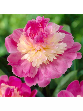  || https://assets.gardeners.com/transform/05425535-338d-42bd-8f24-6dc85858ffda/8613904_01V_3-4