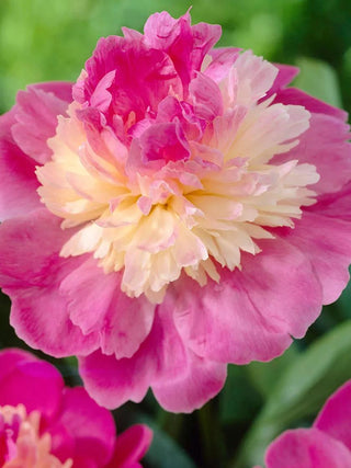  || https://assets.gardeners.com/transform/b1b0fc7a-a3eb-4cc2-81c8-78334eed3739/8613904_01V_3-4_van-zyverden-peonies-gay-paree