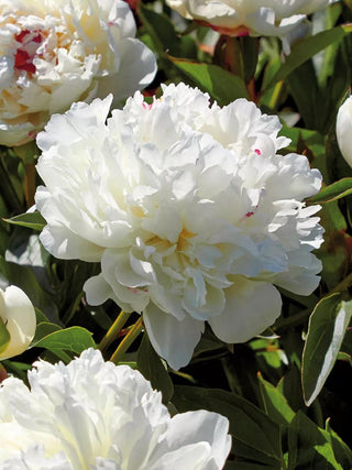  || https://assets.gardeners.com/transform/a26450ef-e2a3-4a97-b4e8-c441284f766e/8613905_01V_3-4_van-zyverden-peonies-festiva-maxima