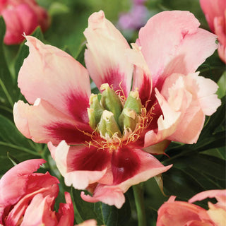  || https://assets.gardeners.com/transform/3462d3c3-cc25-4298-a5a2-1f95823b41bc/8613906_01V_van-zyverden-itoh-peony-old-rose-dandy