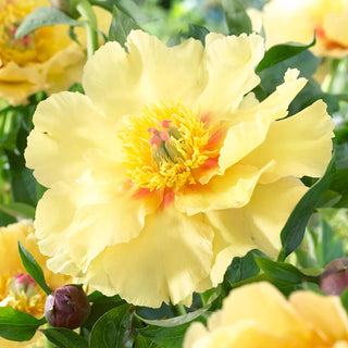  || https://assets.gardeners.com/transform/8de164df-91e2-411d-b10a-a558b1391132/8613907_01V_van-zyverden-itoh-peony-garden-treasure