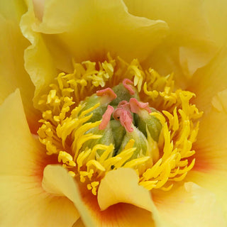  || https://assets.gardeners.com/transform/20545fe6-d7d9-4159-b5c9-59bf119e8ab9/8613907_02V