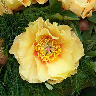  || https://assets.gardeners.com/transform/eaf4bf90-6d6a-440f-ad62-4fbf814fd32a/8613907_04V