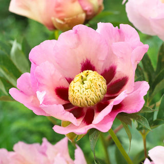  || https://assets.gardeners.com/transform/b7ddd6c5-44f0-4c3a-addf-a78f6af937f1/8613908_01V_van-zyverden-itoh-peony-pastel-splendor