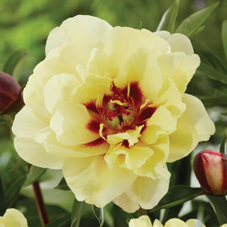  || https://assets.gardeners.com/transform/b518e56b-38c8-4c2d-a770-987f4fe9d4b8/8613910_01V