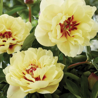  || https://assets.gardeners.com/transform/a3acc5cc-bd3d-44a9-8448-d5953765c21c/8613910_02V_van-zyverden-itoh-peony-yellow-waterlily