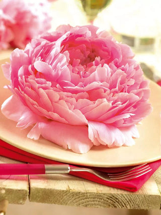  || https://assets.gardeners.com/transform/e71a37e9-0ad1-4eef-a516-b016b9216db4/8613913_01V_3-4_van-zyverden-peonies-sarah-bernhardt-jpg