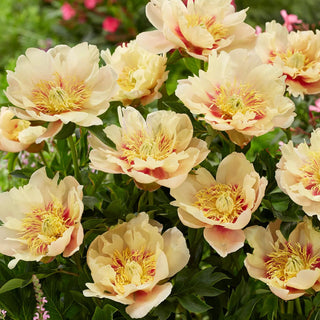  || https://assets.gardeners.com/transform/92b42ba6-d258-499b-8e61-8eee95a40dc5/8613914_04V_van-zyverden-itoh-peony-prairie-charm