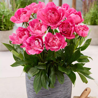  || https://assets.gardeners.com/transform/3aa933b6-dc05-437f-92d5-8746aa56ceda/8613915_01V_van-zyverden-patio-peony-rome-for-container-growing